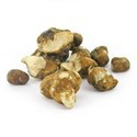 Psilocybe tampanensis