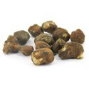 Psilocybe mexicana
