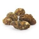 Psilocybe atlantis