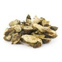 Psilocybe hollandia