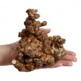Psilocybe dragon