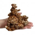 Psilocybe dragon