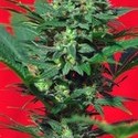 Speed Devil 1 (Sweet Seeds) feminized