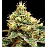Confidential Cheese (Reserva Privada) feminized