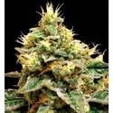 Confidential Cheese (Reserva Privada) feminized