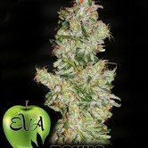 Nexus (Eva Seeds) feminized