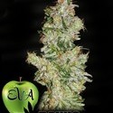 Nexus (Eva Seeds) feminized