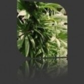 Indoor Mix (Nirvana) feminized