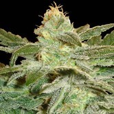 La Frutta Di Venus (Delicious Seeds) feminized