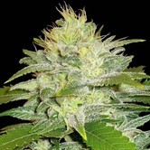 La Musa (Delicious Seeds) feminized