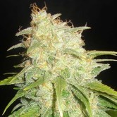 Critical Yumbolt (Delicious Seeds) feminized