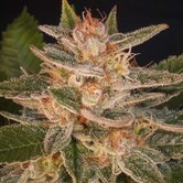 Cheese Candy (Delicious Seeds) feminized