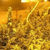 Venus Flytrap (Nirvana) feminized