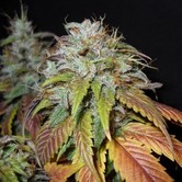Swiss Cheese (Nirvana) feminized