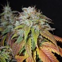 Swiss Cheese (Nirvana) feminized