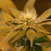 White Castle (Nirvana Seeds) feminized