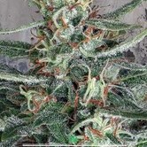 Crystal Cloud (Ministry of Cannabis) feminized