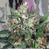 Early XXX (Ministry of Cannabis) feminized