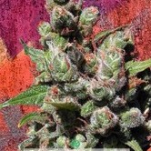 Mandalay (Ministry of Cannabis) feminized