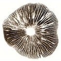 Spore Print Psilocybe Cubensis Hawaii