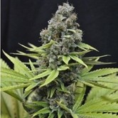 CBD Shark (CBD Crew) feminized
