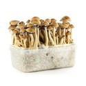 100% Mycelium Kit "Orissa India" (Supa Gro)