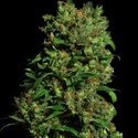 Critical VIP (VIP Seeds) feminized