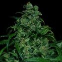 Tank (VIP Seeds) feminized
