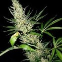 Master Kush Skunk x Afghan Haze (Mr. Nice) regular