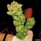 Sour Diesel (Medical Seeds)