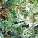 Big Bud (Vision Seeds) feminized