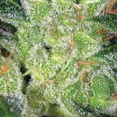 Cheese (Vision Seeds)