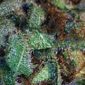 NY Diesel (Vision Seeds)