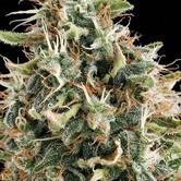 White Widow (Vision Seeds)