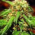 Sweet Tai (Sweet Seeds) feminized