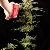 Haze Automatic (Dinafem) feminized