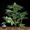 Roadrunner (Dinafem) feminized