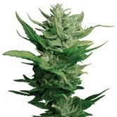 Think Different (Dutch Passion) feminized