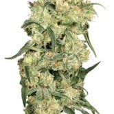 Freddy's Best (Dutch Passion) feminized