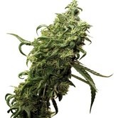 Dark Delight (Dutch Passion) feminized