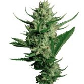 Night Queen (Dutch Passion) feminized