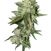 AutoMazar (Dutch Passion) feminized
