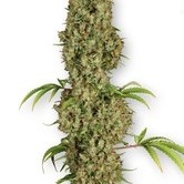 Jorge's Diamonds 1 (Dutch Passion) feminized