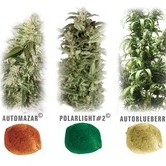 Colour Mix 6 (Dutch Passion) feminized