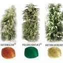 Colour Mix 6 (Dutch Passion) feminized