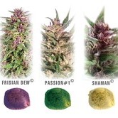 Colour Mix 1 (Dutch Passion) feminized