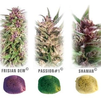 Colour Mix 1 (Dutch Passion) feminized