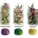 Colour Mix 1 (Dutch Passion) feminized