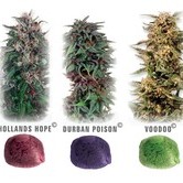 Colour Mix 2 (Dutch Passion) feminized