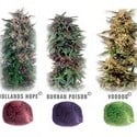 Colour Mix 2 (Dutch Passion) feminized